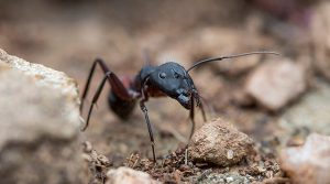 termite inspection charlotte